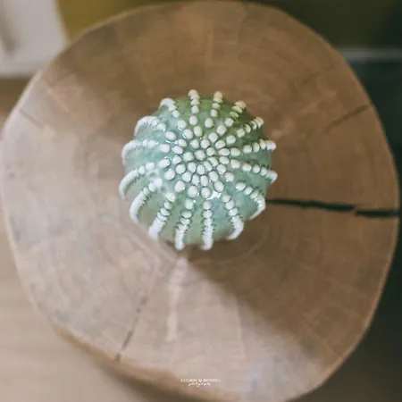 Suberito Rooms&bar Terlizzi